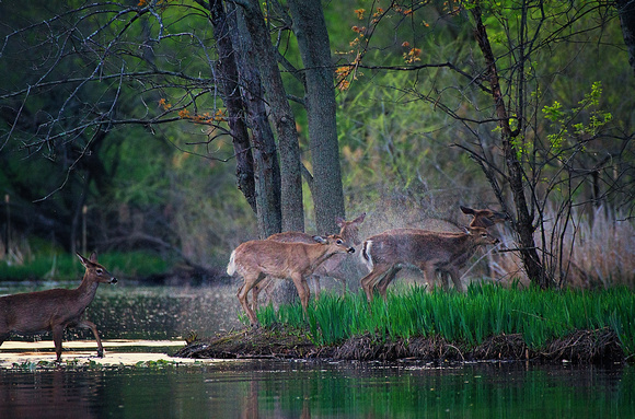 Whitetail Deer Crossing River