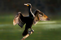 Cormorant Drying Wings