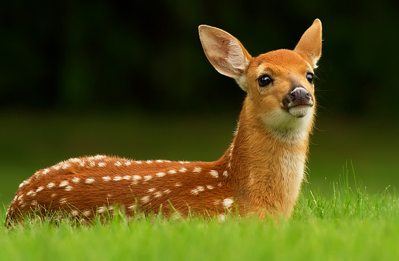 Sweet Baby Fawn