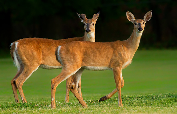Juvenile White-tailed Deer