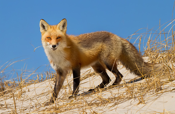 Smiling Red Fox with Beach Grass