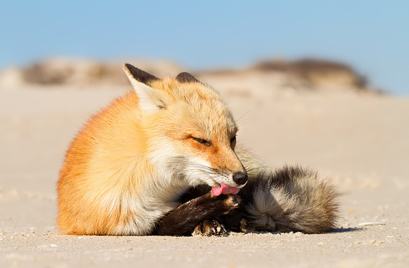 Red Fox Cleaning Paws