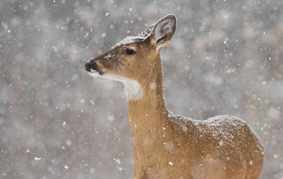 Whitetail Deer in the Snow