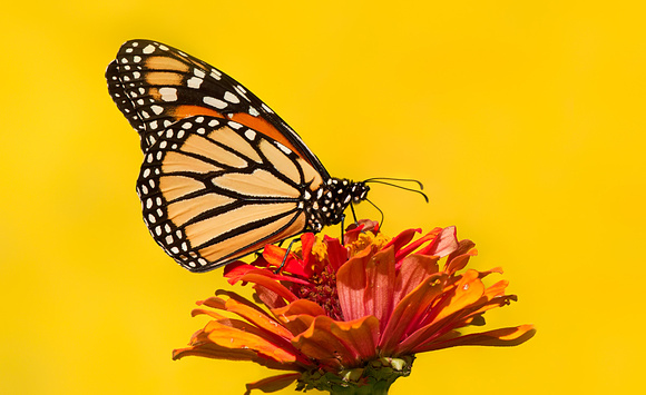 Monarch Butterfly On Zinnia