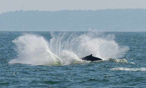 Whale Size Splash!