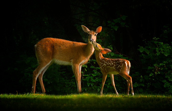 Mother & Fawn