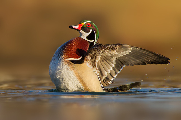 Wood Duck Flapping