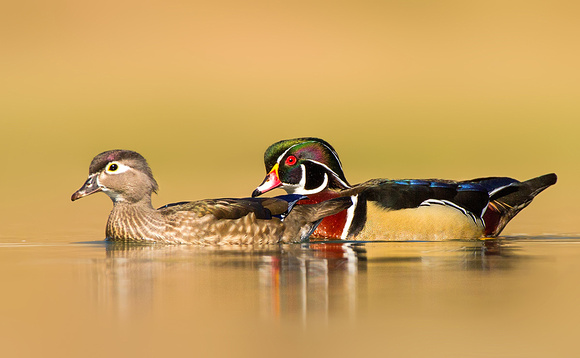 Male Wood Duck Following His Girl