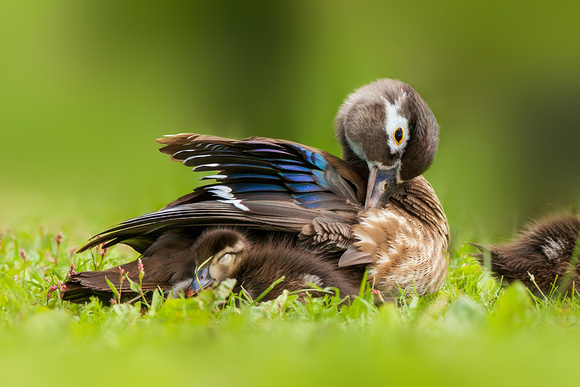 Duckling Snuggled with Mom