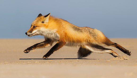 Fox at the Beach