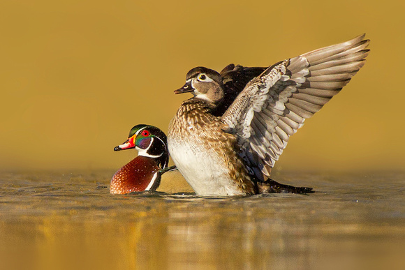 Wood Duck Mating Pair