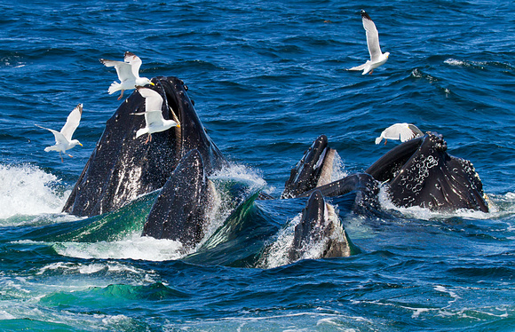 Humpback Whales Feeding