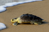 Sea Turtle Releases