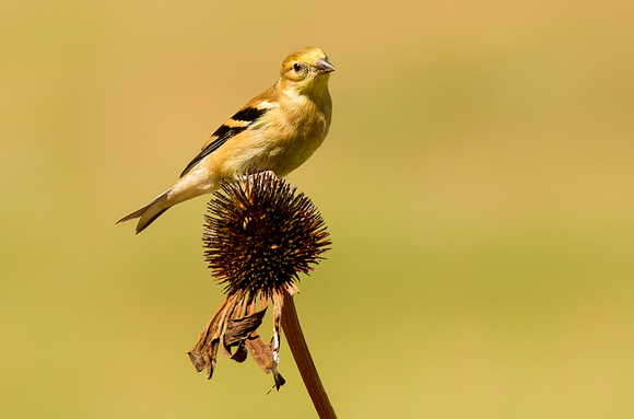 Female Goldfinch On Cone Flower
