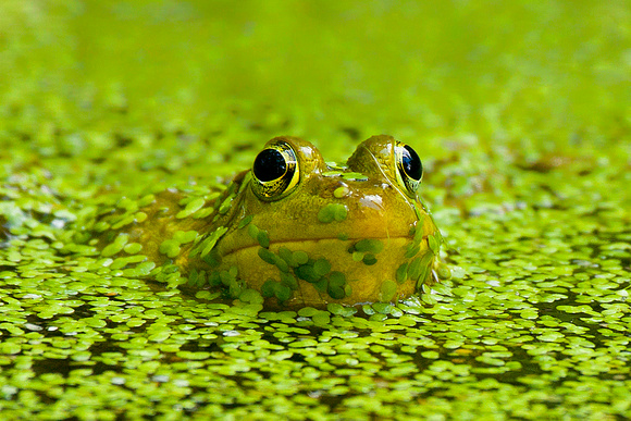 Frog in the Duckweed
