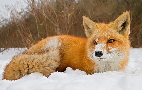 Red Fox Resting in the Snow