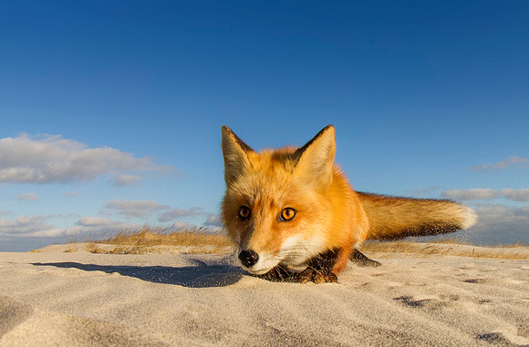 Caamera Trap Fox