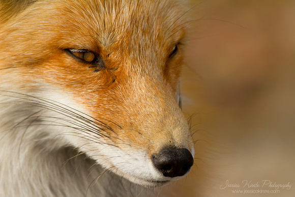 Red Fox Close Up