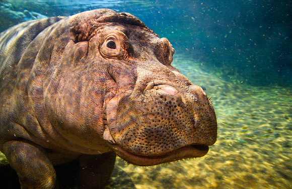 Nile Hippopotamus
