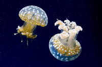 Spotted Lagoon Jellies
