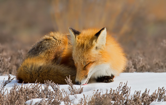 Red Fox Licking the Snow