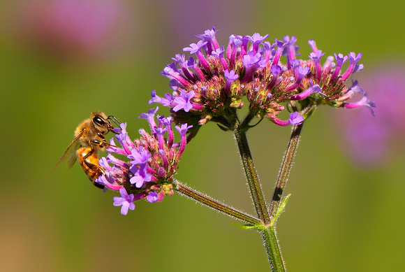 Honey Bee on Butterfly Flowers