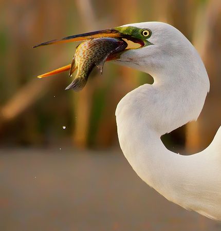 Great Egret with Sunfish