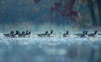 Canada Geese in Mist