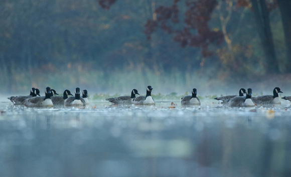 Canada Geese in Mist