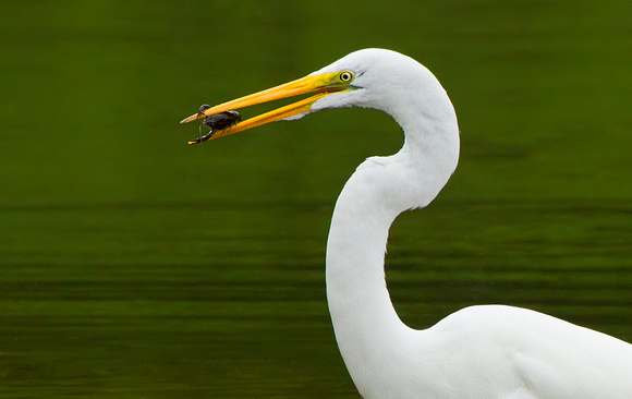 Great Egret with Breakfast