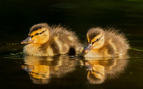 Mallard Ducklings
