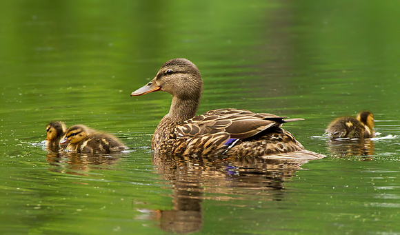 Mallard Mom with Ducklings