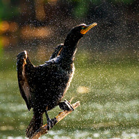 Double-crested Cormorant Shaking Off Water