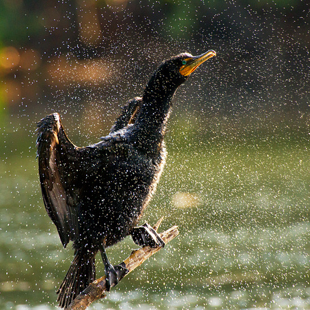 Double-crested Cormorant Shaking Off Water