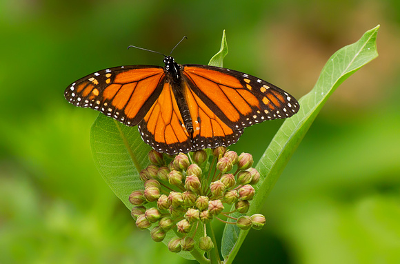 Monarch Butterfly On Milkweed