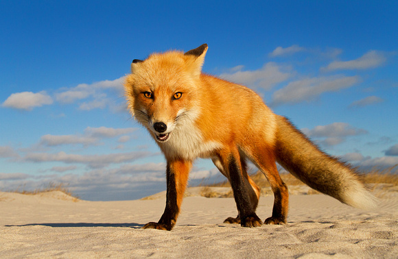 Red Fox at Sunset