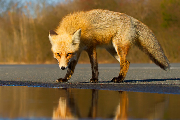 Red Fox at Puddle