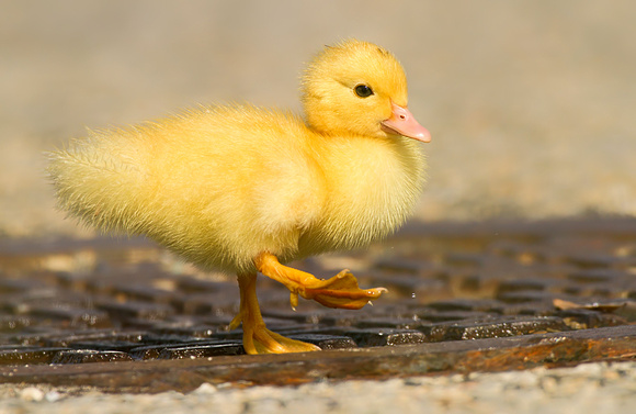 Muscovy Duckling