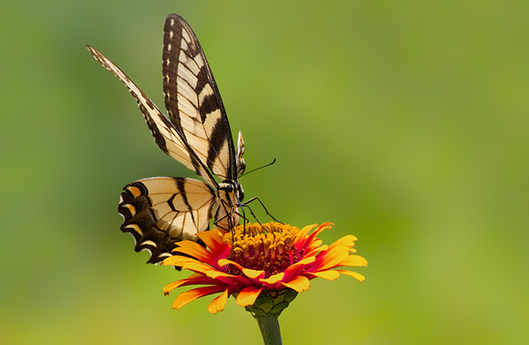 Eastern Tiger Swallowtail On Zinnia