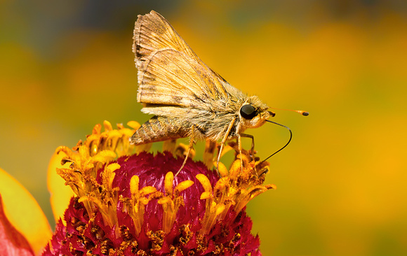 Skipper Butterfly in Golden Garden