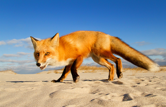 Red Fox at the Beach