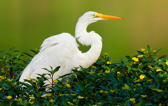Great Egret in the Flowers