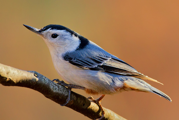 White-breasted Nuthatch Close Up