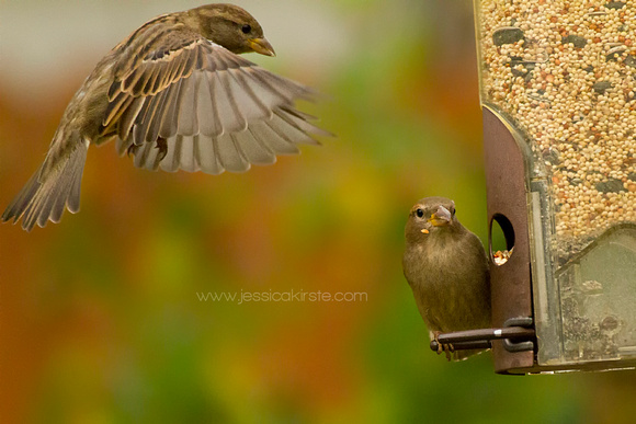 House Sparrows