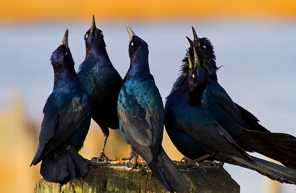 Singing Boat-tailed Grackles