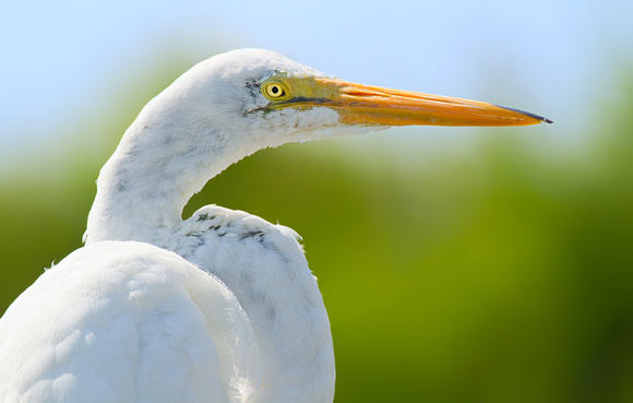 Backlit Great Egret