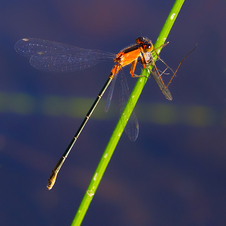 Female Rambur's Forktail Damselfly Eating Insect