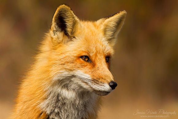 Red Fox Vixon