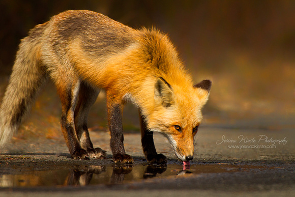 Red Fox Drinking from Puddle