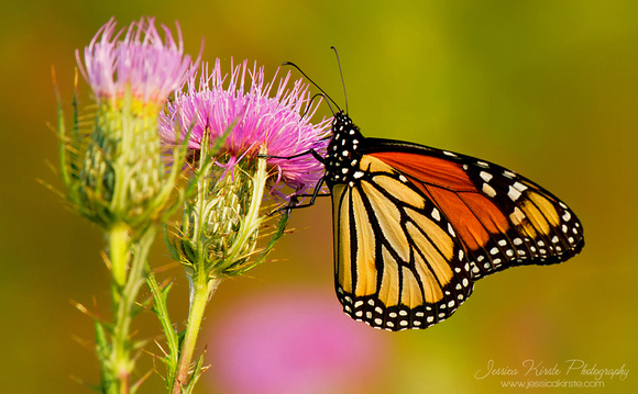 Monarch Butterfly On Thistle
